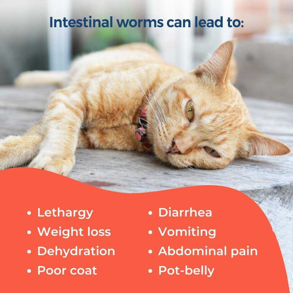 Broad Spectrum Dewormer for Cats and Kittens H6995