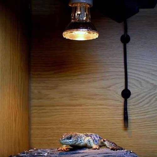 Halogen Heat Lamp C399