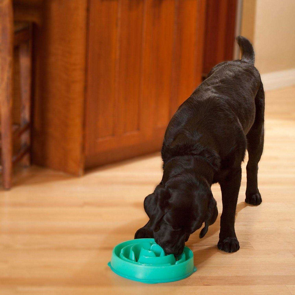 Fun Feeder Dog Bowl Y6717