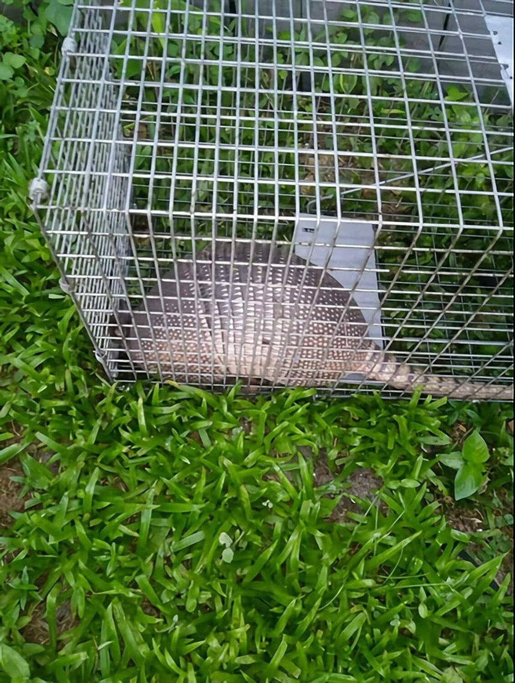 Large Collapsible Humane Live Animal Cage Trap W1812