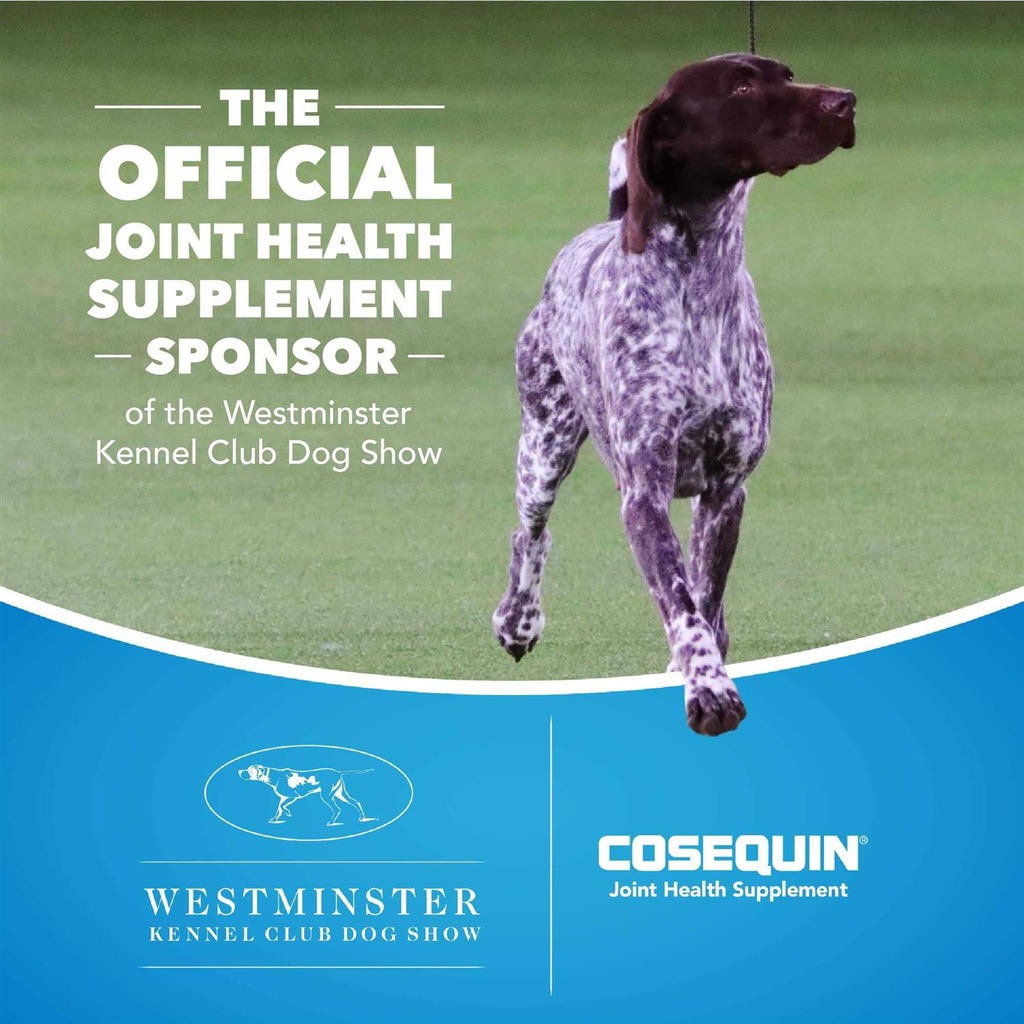 Cosequin Maximum Strength Plus MSM & HA for Dogs A259