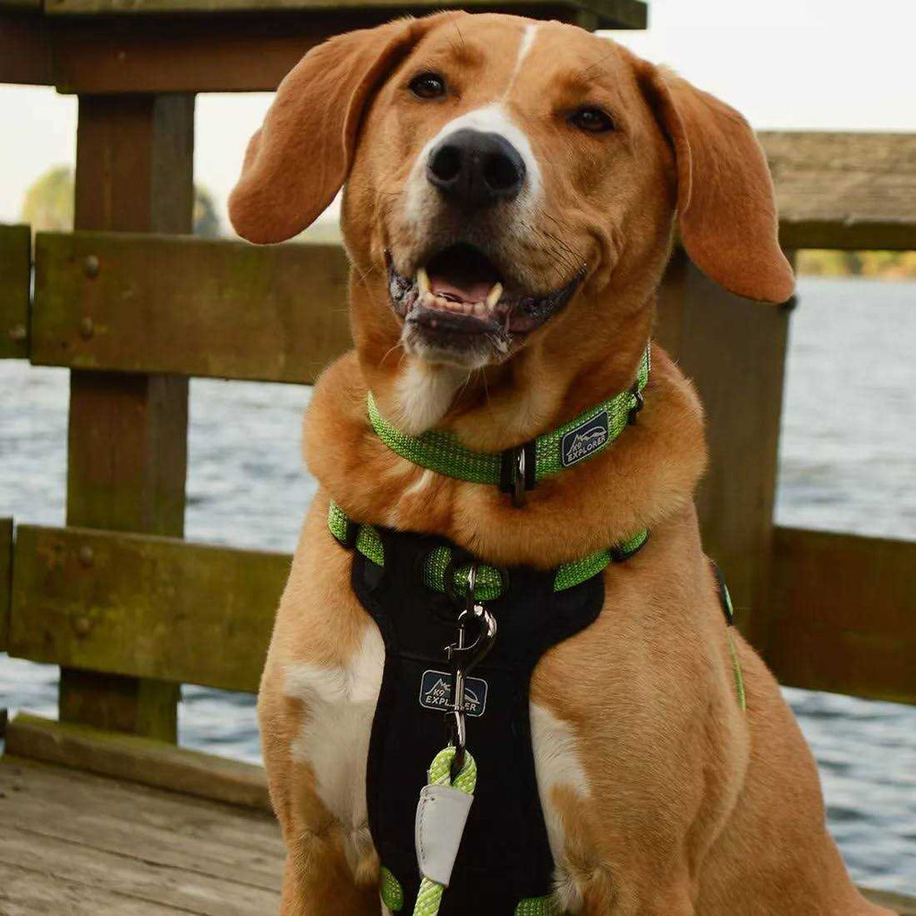 Reflective Adjustable Dog Collar B13581