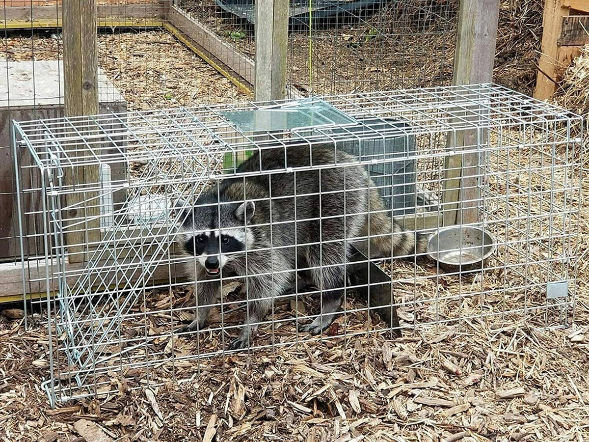 Large Collapsible Humane Live Animal Cage Trap W1812