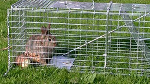 Large Collapsible Humane Live Animal Cage Trap W1812